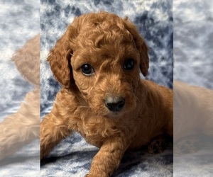 Medium Cavapoo