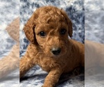 Puppy 2 Cavapoo