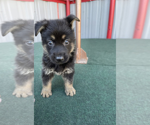 German Shepherd Dog Puppy for sale in LA TUNA CANYON, CA, USA