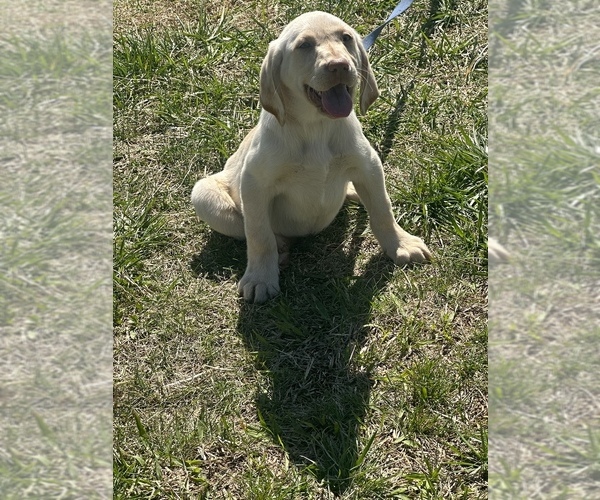 Full screen Photo #4 Labrador Retriever Puppy For Sale in MADISON, NC, USA