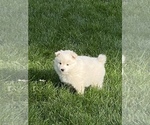 Small Photo #28 Miniature American Eskimo Puppy For Sale in OREGON CITY, OR, USA