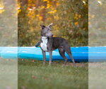 Small Photo #10 Retriever -Unknown Mix Puppy For Sale in Woodbury, NY, USA