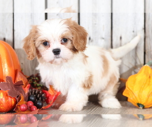 Cava-Tzu Puppy for sale in MOUNT VERNON, OH, USA