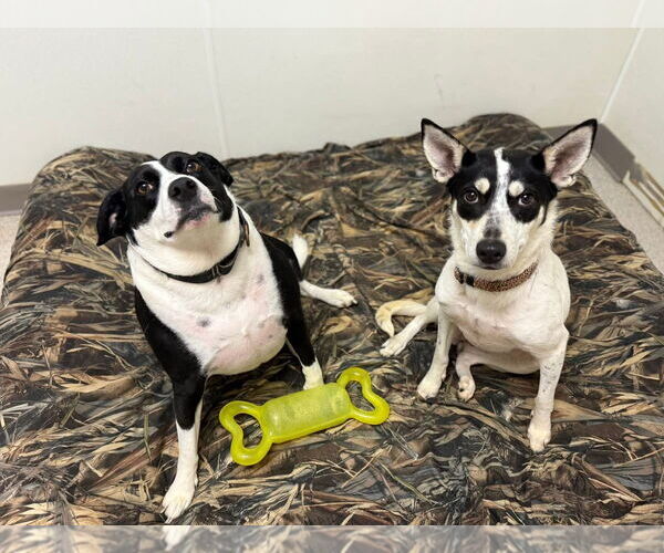 Medium Photo #2 Mutt Puppy For Sale in Stratham, NH, USA