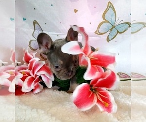 French Bulldog Puppy for sale in BOSTON, KY, USA