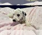 Small Photo #17 Dalmatian Puppy For Sale in TEMPLE, TX, USA