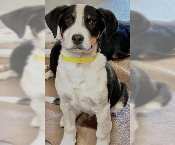 Medium Photo #1 Border Collie-Unknown Mix Puppy For Sale in Visalia, CA, USA