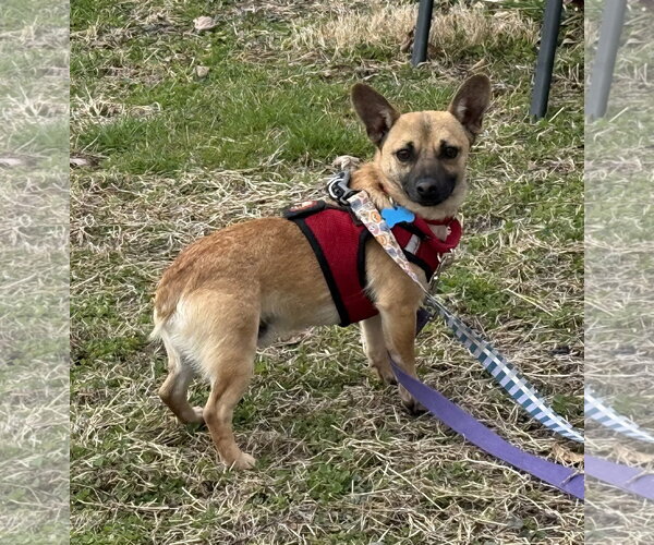 Medium Photo #2 Chihuahua Puppy For Sale in Landenberg, PA, USA