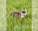 Small Boxer