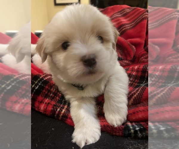 Medium Photo #6 Coton de Tulear Puppy For Sale in BIG RAPIDS, MI, USA