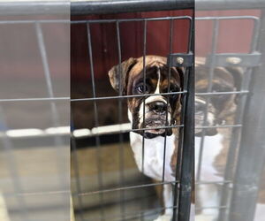 Boxer Dogs for adoption in Foristell, MO, USA