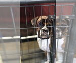 Small Boxer