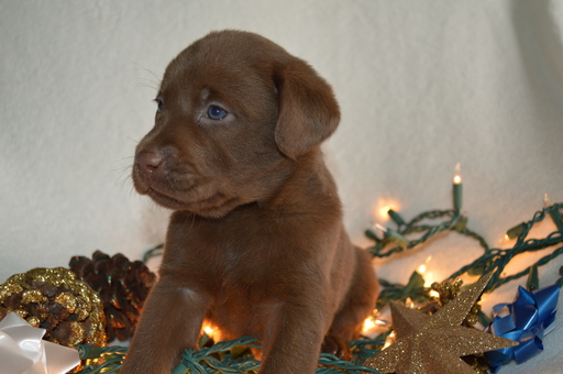 Medium Photo #1 Labrador Retriever Puppy For Sale in MARION, IN, USA