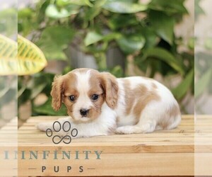 Cavalier King Charles Spaniel Puppy for sale in QUARRYVILLE, PA, USA