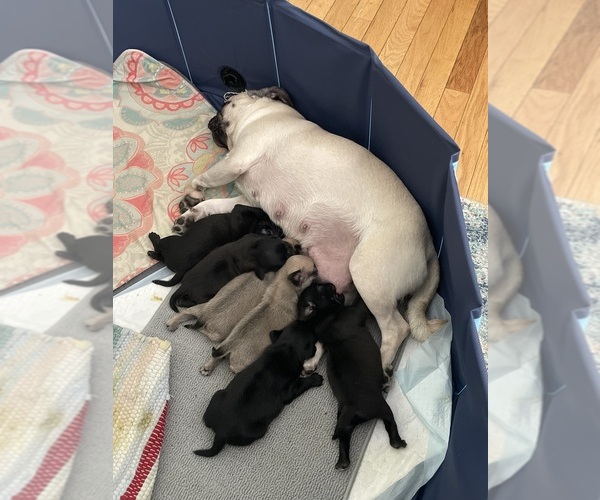 Medium Photo #1 Pug Puppy For Sale in RURAL HALL, NC, USA