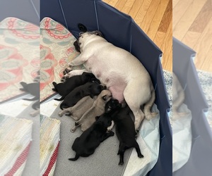 Pug Litter for sale in RURAL HALL, NC, USA