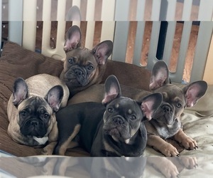 French Bulldog Puppy for sale in COLUMBUS, OH, USA