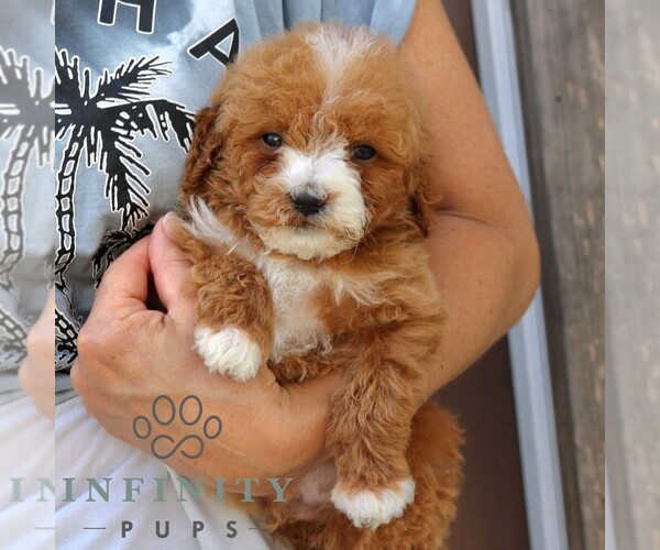 Medium Photo #4 Goldendoodle (Miniature) Puppy For Sale in NARVON, PA, USA
