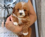 Small #3 Goldendoodle (Miniature)