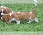 Small Photo #37 Basset Hound Puppy For Sale in MEMPHIS, MO, USA