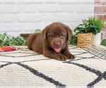 Small #3 Labrador Retriever