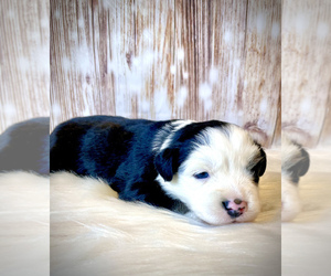 Miniature Australian Shepherd Puppy for sale in OPELIKA, AL, USA