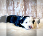 Small Photo #1 Miniature Australian Shepherd Puppy For Sale in OPELIKA, AL, USA