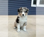 Small #9 Australian Shepherd