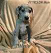 Small Photo #1 Great Dane Puppy For Sale in PHILLIPSBURG, KS, USA