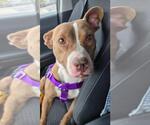 Small #4 American Pit Bull Terrier Mix