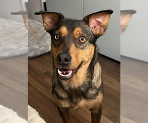 Mutt Dogs for adoption in Salt Lake City, UT, USA