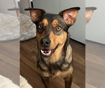 Small Mutt