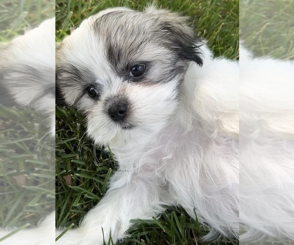 Medium Photo #1 Mal-Shi Puppy For Sale in ROGERS, MN, USA