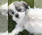 Puppy Roxy Mal-Shi