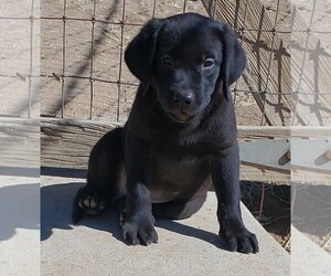 Labrador Retriever Puppy for sale in CALIENTE, CA, USA
