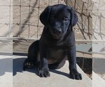 Image preview for Ad Listing. Nickname: Cassie