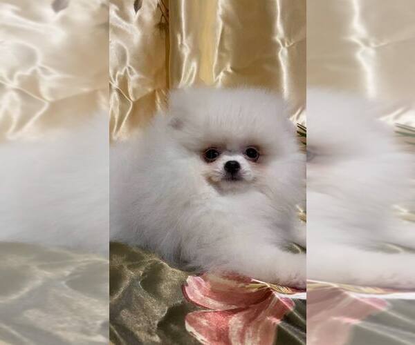 Medium Photo #2 Miniature Spitz Puppy For Sale in Chisinau, Chisinau Municipality, Moldova