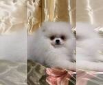 Small #1 Miniature Spitz
