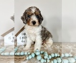 Small #2 Miniature Bernedoodle-Poodle (Miniature) Mix