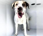 Small #1 Lab-Pointer