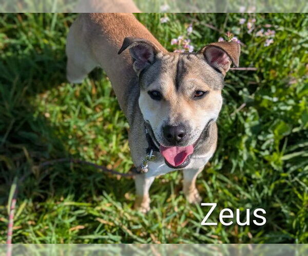 Medium Photo #2 German Shepherd Dog-Unknown Mix Puppy For Sale in McKinleyville, CA, USA