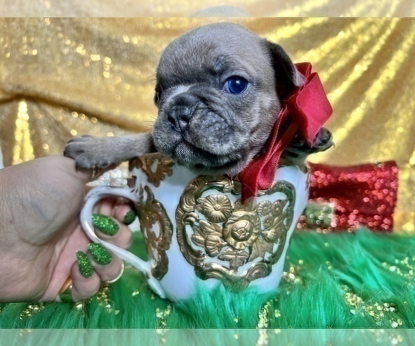 Medium Photo #90 French Bulldog Puppy For Sale in HAYWARD, CA, USA