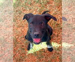 BP Rain - Female Labrador Retriever-Unknown Mix Dog for Adoption - Small photo