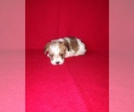 Small Photo #25 Morkie Puppy For Sale in LAPEER, MI, USA