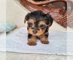 Puppy Frida Yorkshire Terrier