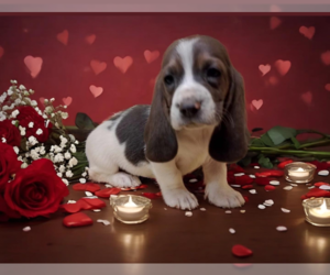 Basset Hound Puppy for sale in SALEM, WV, USA