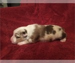 Small Photo #3 Miniature Australian Shepherd Puppy For Sale in PENSACOLA, FL, USA