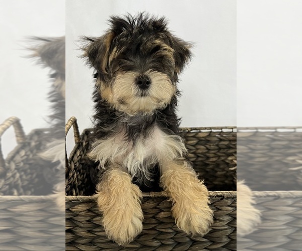 Medium Photo #7 Morkie Puppy For Sale in CORNERSVILLE, TN, USA