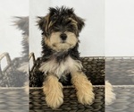 Small Photo #7 Morkie Puppy For Sale in CORNERSVILLE, TN, USA