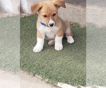 Puppy 1 Cojack